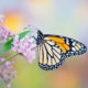 Monarch Butterflies, How to Raise Your Own