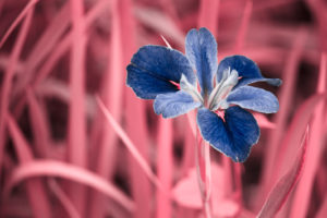 Infrared Iris Pink Blue Lupus