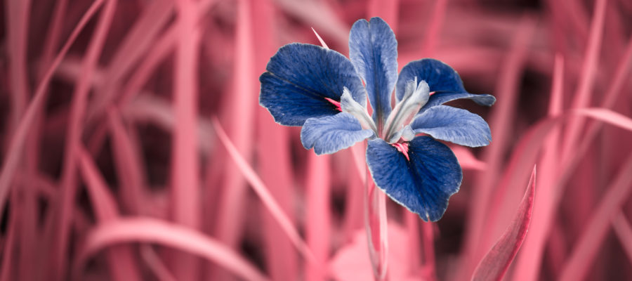 Infrared Iris Pink Blue Lupus